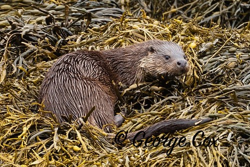 Otter on Loch Scridain