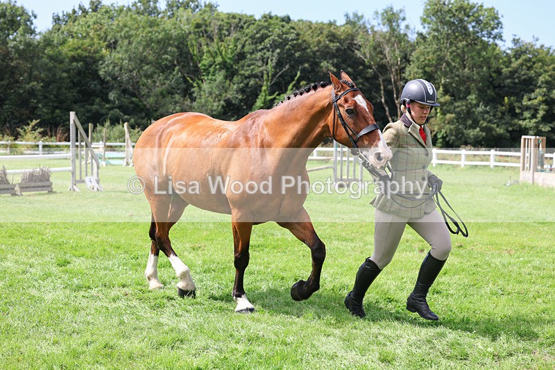 3E7A8786 - Class 5: Working Show Horse