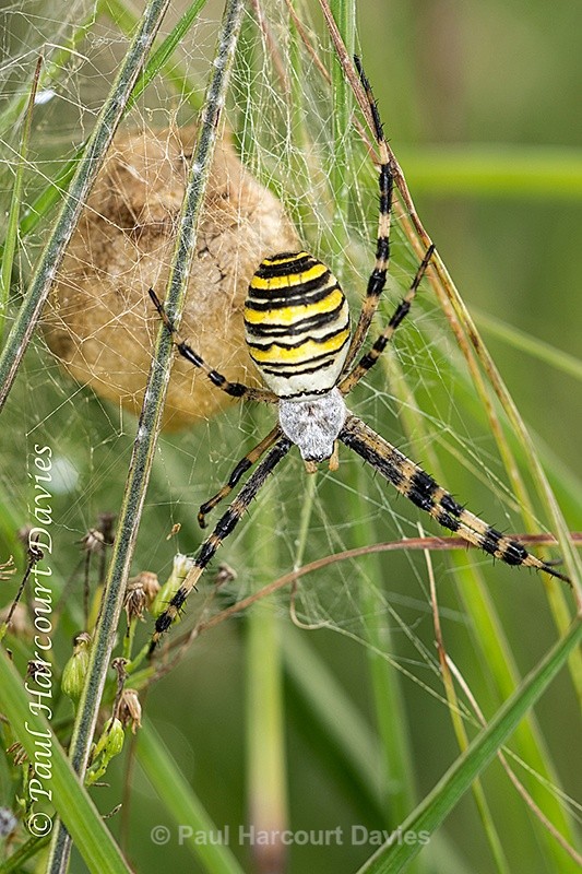  - Bugs: Spiders