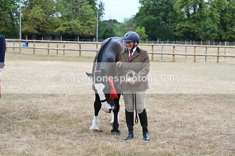 WJ7_0215 - Gelding Champs