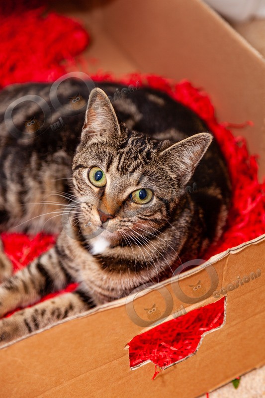 Cat domestic-97 - Pet Photography