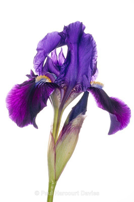 Twin-flowered Iris (Iris bicapitata) - Plants - WB