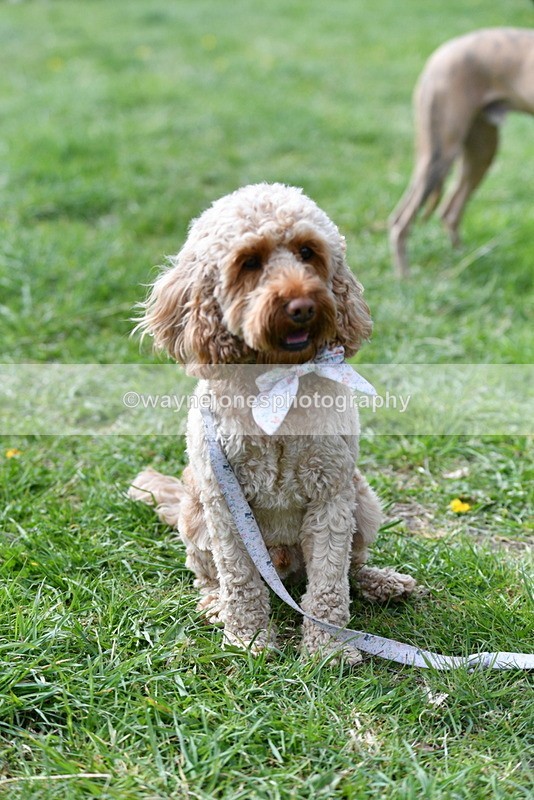 WJ5_9768 - Class 3 Most Handsome Dog