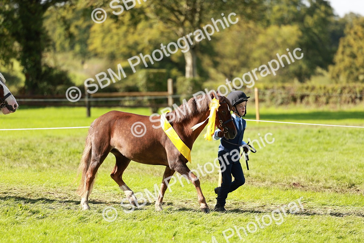 SBM_42227 - S32 - Mountain & Moorland Working Hunter Pony