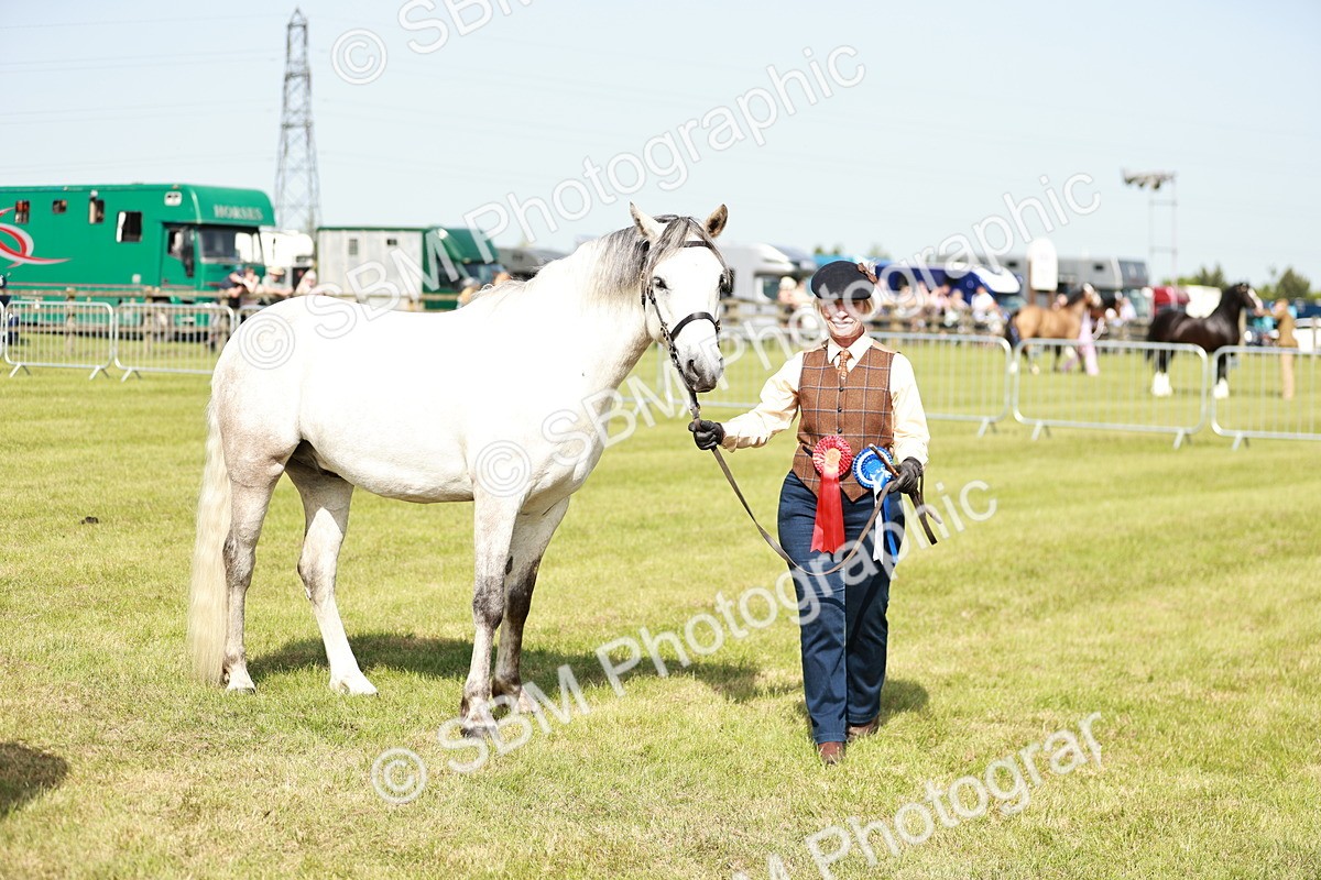 SBM_01719 - Class 14-23 - Mountain & Moorland In Hand Non Welsh