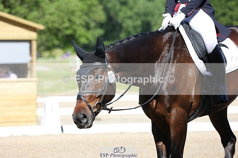 230526-094523-05163 - 357-VIVENDI_HERO-Saffron_Cresswell-WEDTrotUp+DR