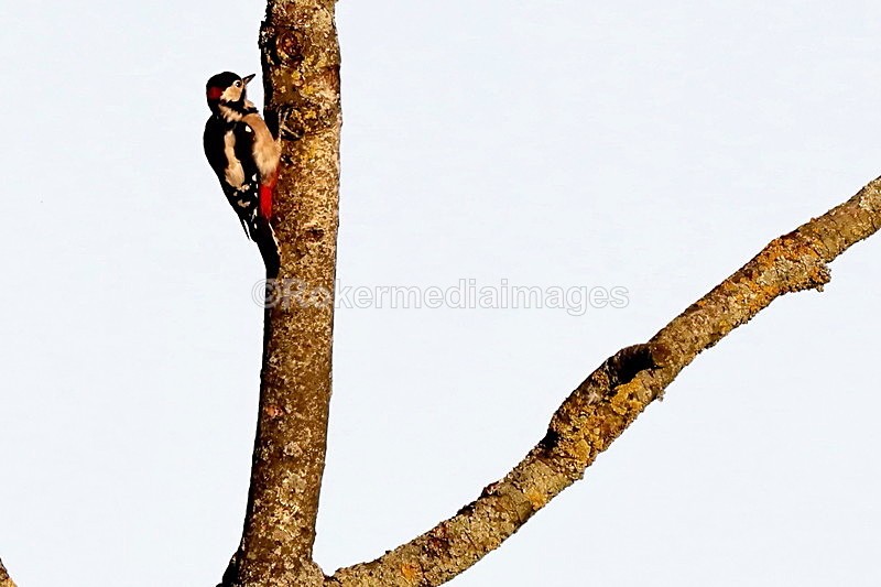  - Wildlife