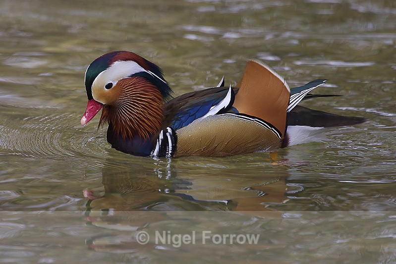 Mandarin Duck (male) - Mandarin Duck