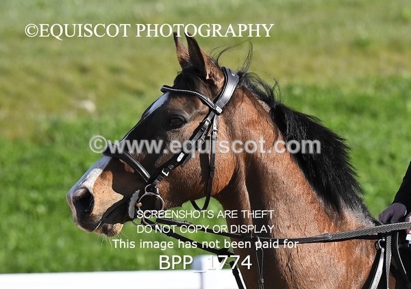 BPP_1774 - CLASS 1 - FRI - KBIS Club Senior 70cms