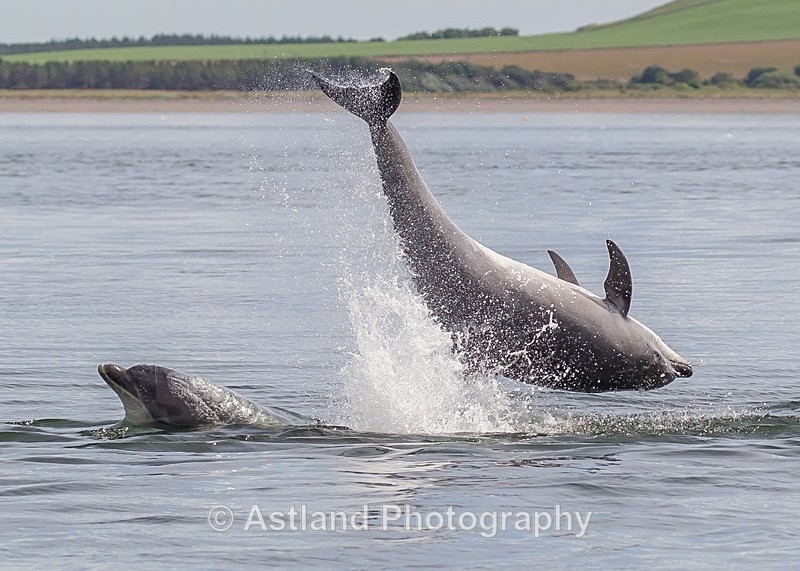 Astland Photography, Bird and Wildlife Images, Susan and Peter Wilson, U.K.