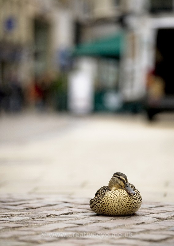 No.0027. Sitting Duck - Animal world