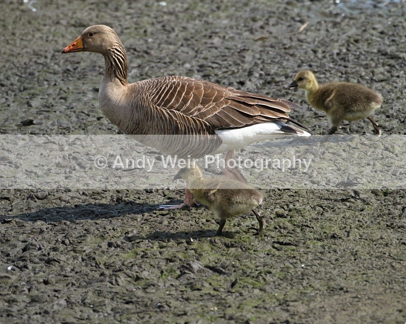 20110521-IMG_5356 - Geese
