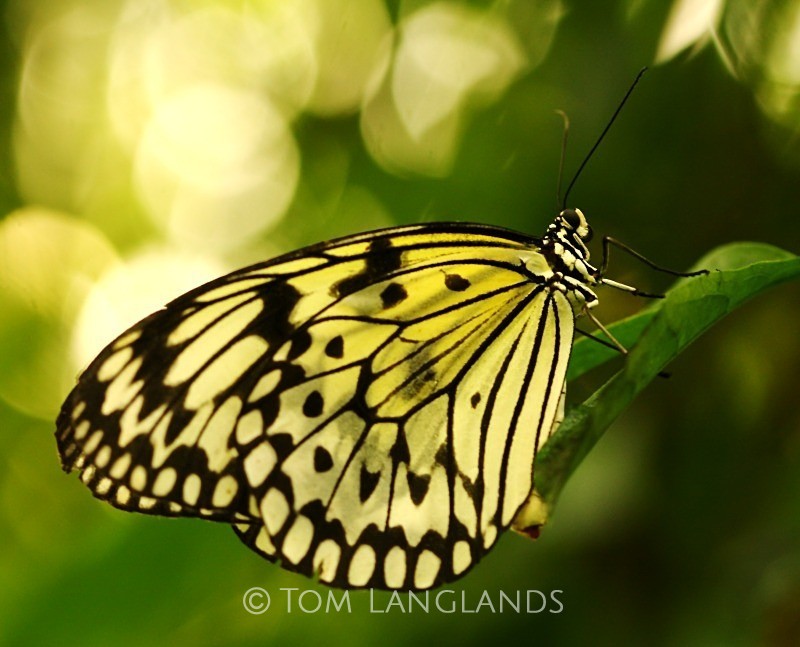 Tree Nymph - Macro