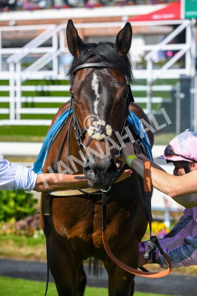 160623-Race 6-Another Investment-0727 - Race 6 4.45pm Irish Thoroughbred Marketing Handicap