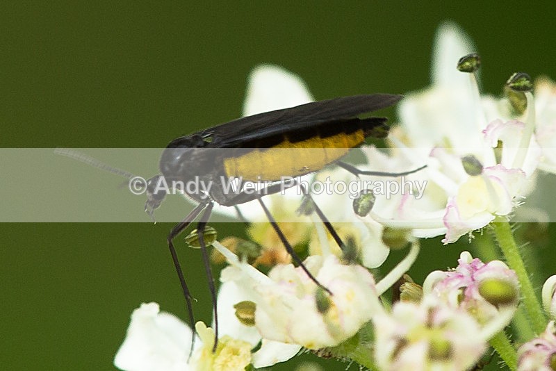 20130823-3K8A5564 - Insects