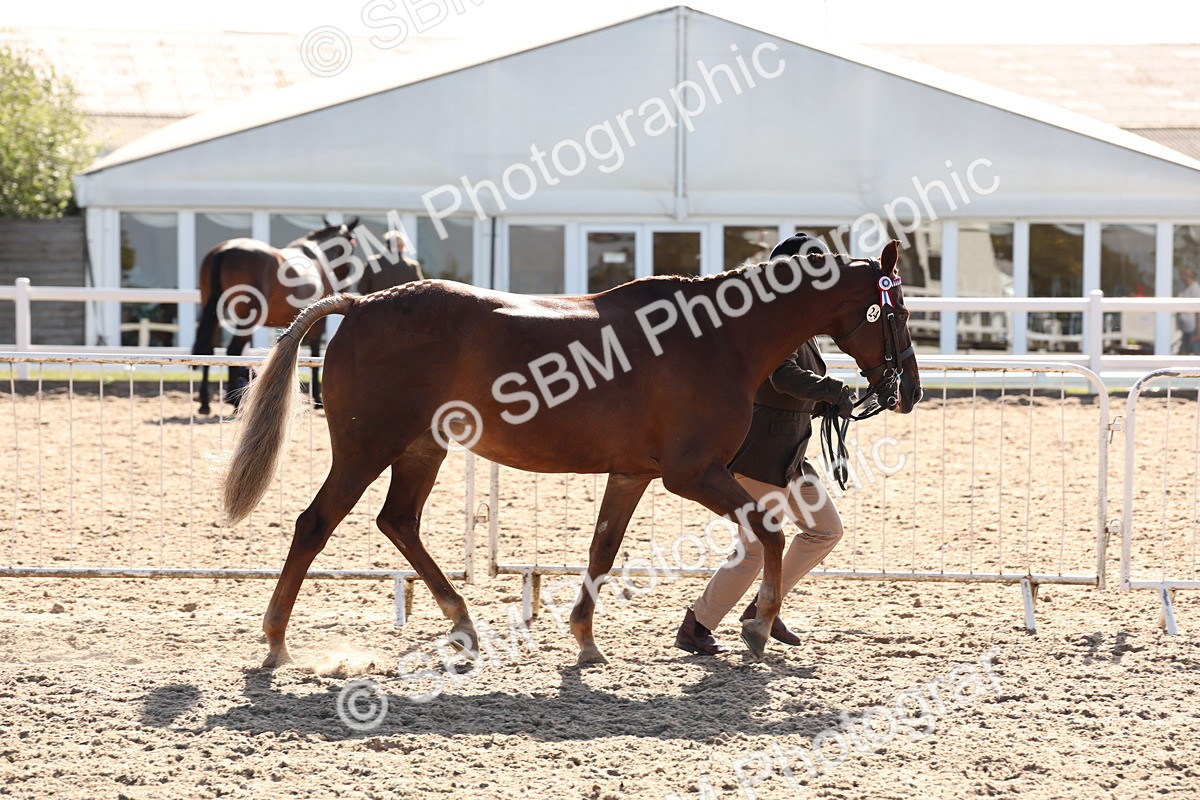 SBM_12813 - Class 205 - IH Show Pony - Show Hunter Pony