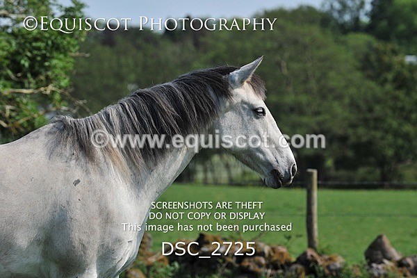 DSC_2725 - ARCHIVE REQUEST - Quincy and Guinness