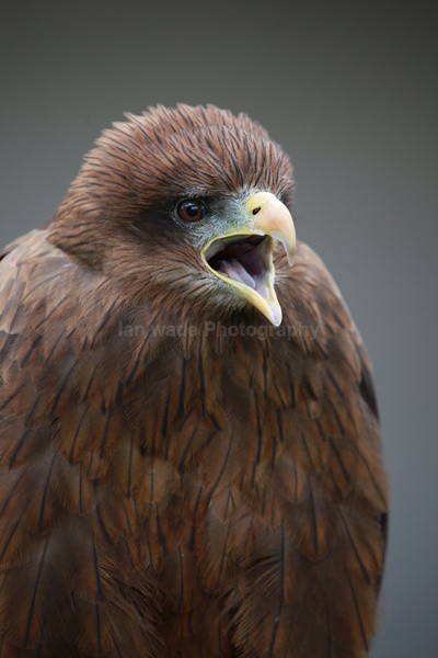 Yellow-billed Kite  _AGT062 - Farm & Zoo Animals