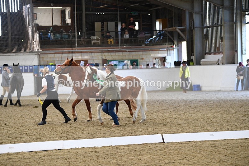 WJ5_3795 - Class 5 In Hand Veterans