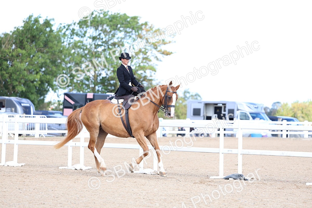 SBM_11195 - Class 306 - Ridden Foreign Breeds - Part Bred