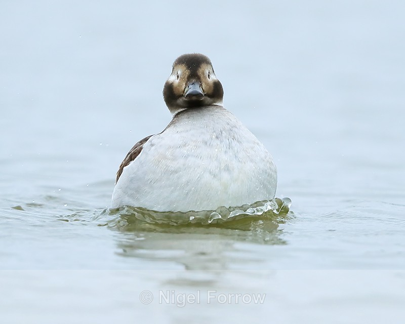 Long-tailed Duck (female) bathing, Iceland - Long-tailed Duck