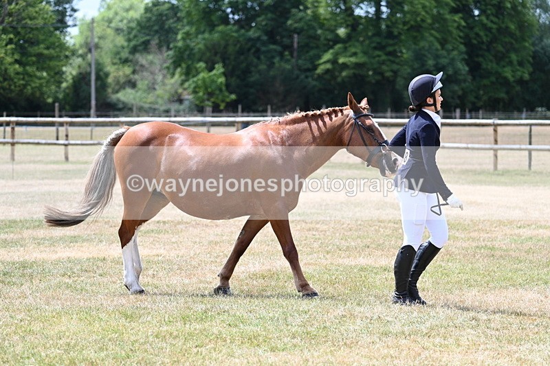 WJ7_1952 - Class 4a Prettiest Mare 14.2hh and over hand