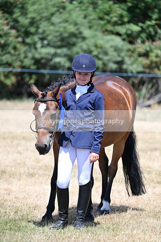 WJ7_2278 - Class 5 Most Handsome Gelding (up to 14.2hh) in hand