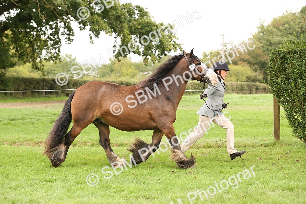 SBM_59239 - S57 - Traditional Cob In Hand
