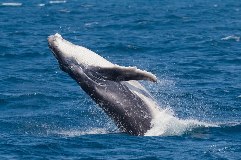 Baby Breach 3. 0A3A9825 27-09-25 Calf - 2025 Whales