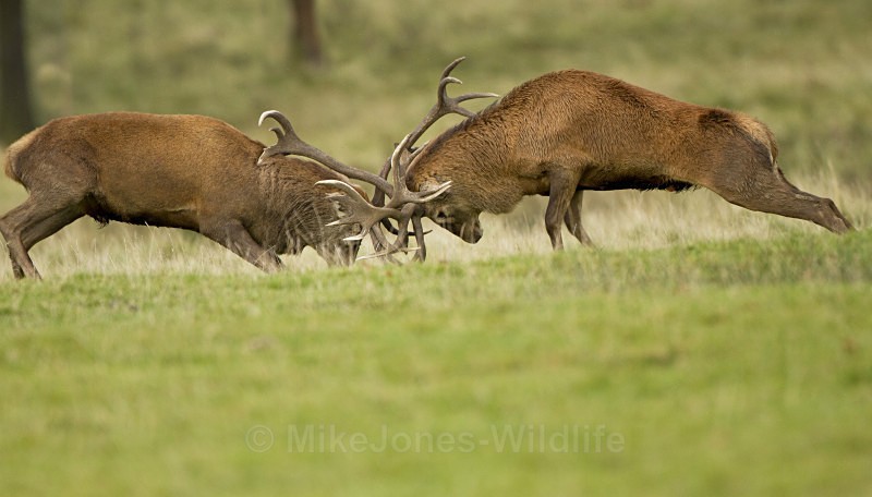 RED DEER RUT ref rdr 11 - DEER RUT FOR RED AND FALLOW DEER
