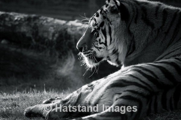 Tiger - nature