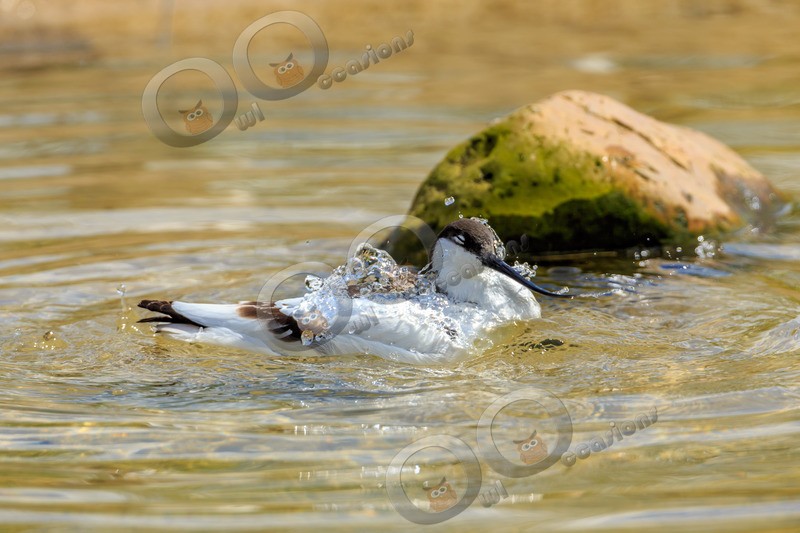 avocet Recurvirostra avosetta-5606 - UK birds