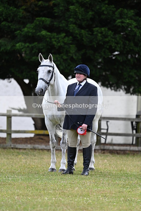 WJ7_7169 - Class 5a Most Handsome Gelding in Hand