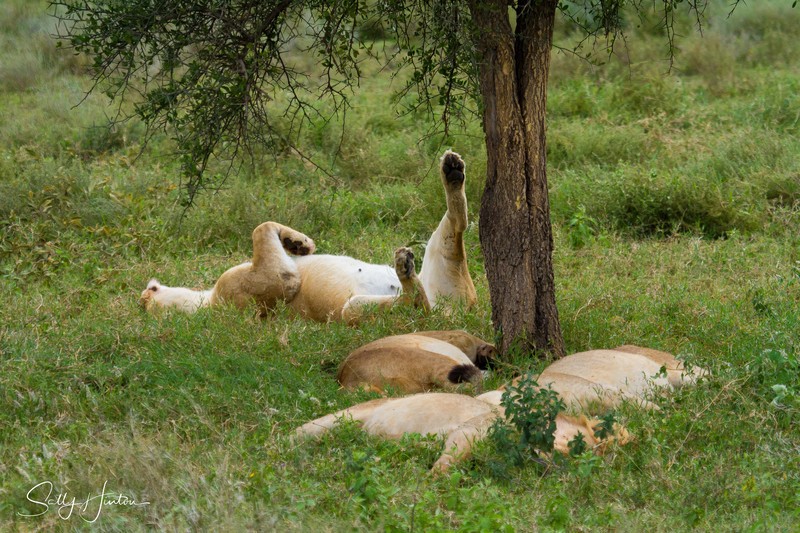 Lioness Relaxed 3