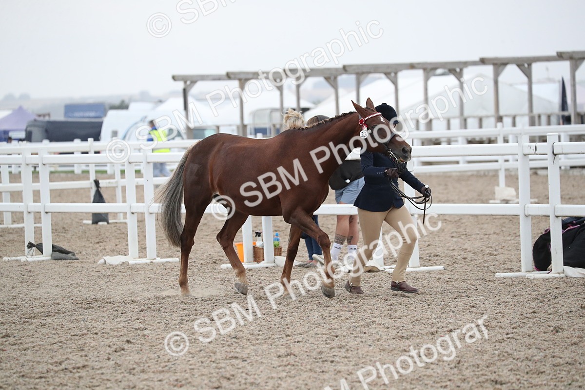 SBM_18349 - Class 318 IH Part bred Horse/Pony