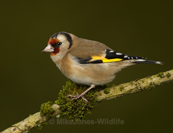 GOLDFINCH REF GOLD 4 - THE GOLDFINCH