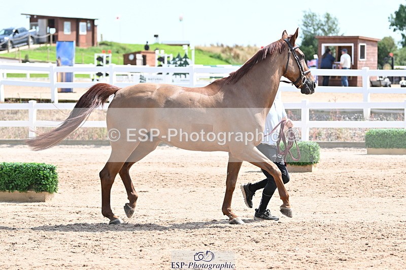 240717A-145952-02410 - Trot Up 2pm to 3pm - This folder is not in time order