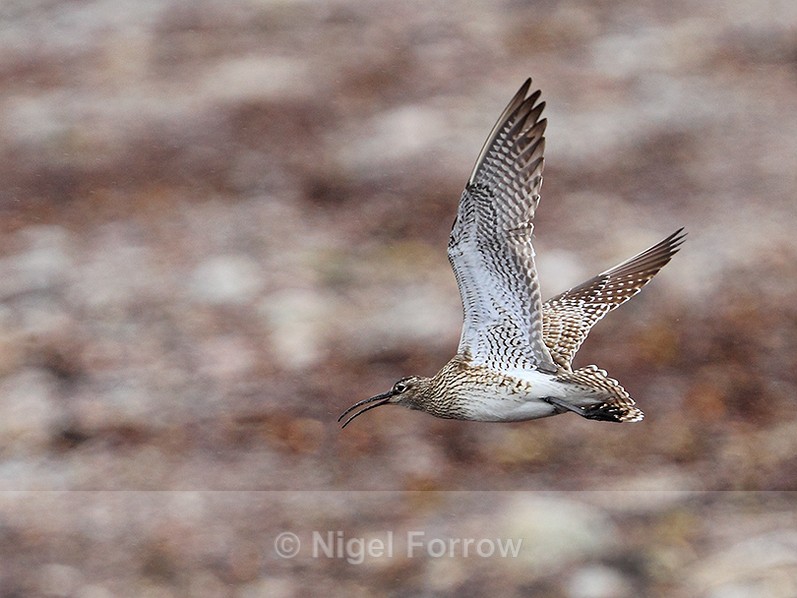 Whimbrel in flight above Periglis beach on St. Agnes - Whimbrel