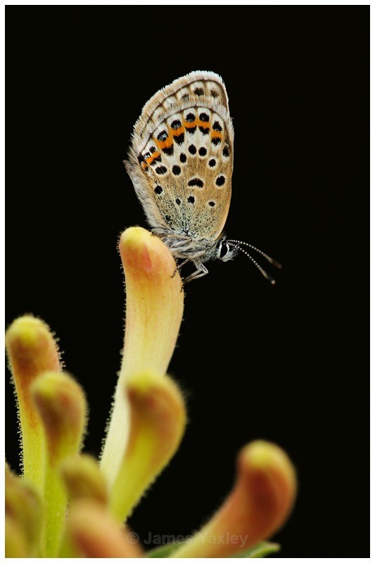 Silver Studded Blue on Wild Honeysuckle 4 - Butterflies, Dragonflies and Demoiselles