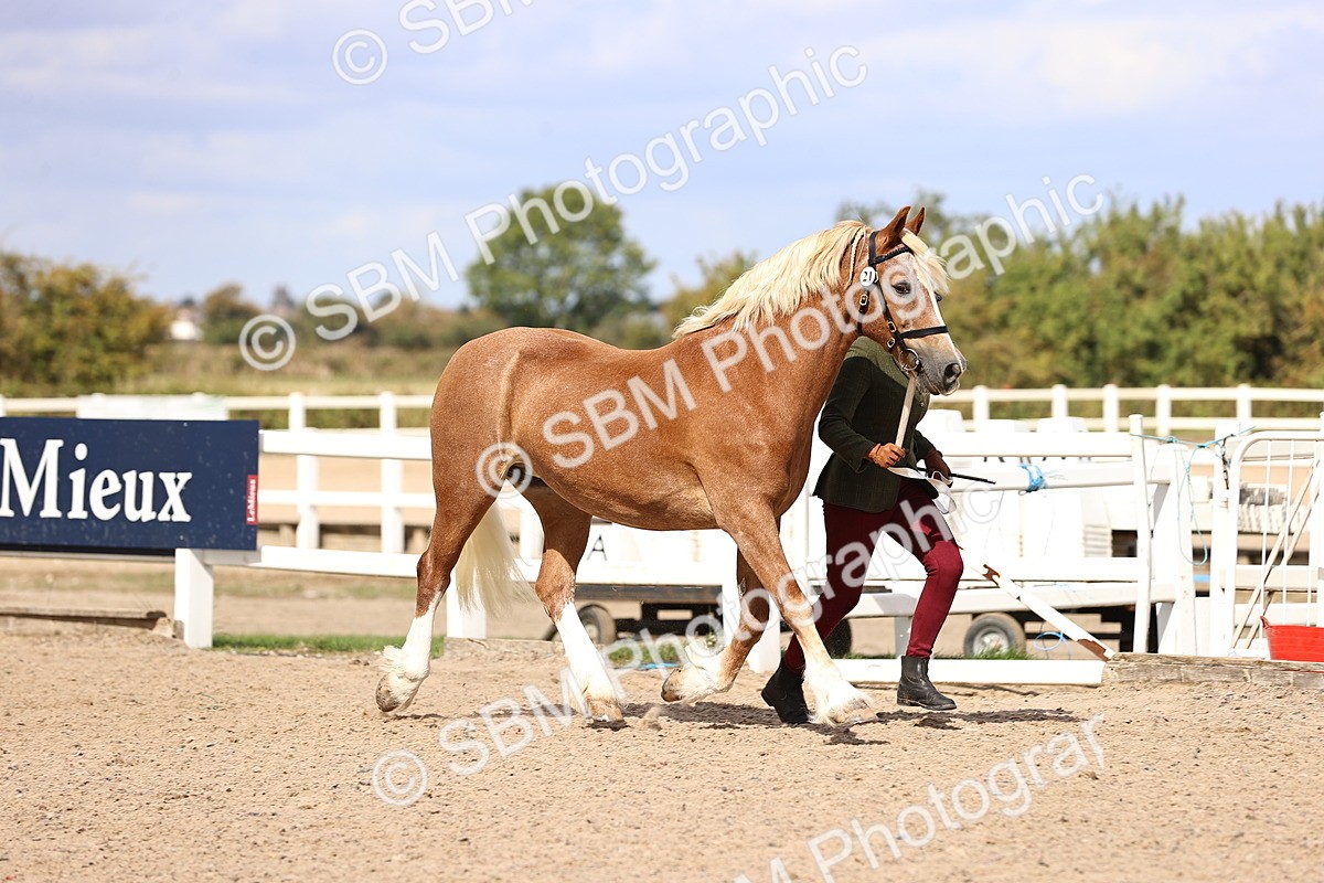 SBM_14292 - Class 411 - Prettiest Mare (IH OR Ridden) Adult