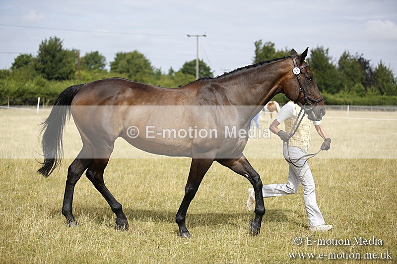 _C7A9362 - BVRC Sow 2018 Ring 2