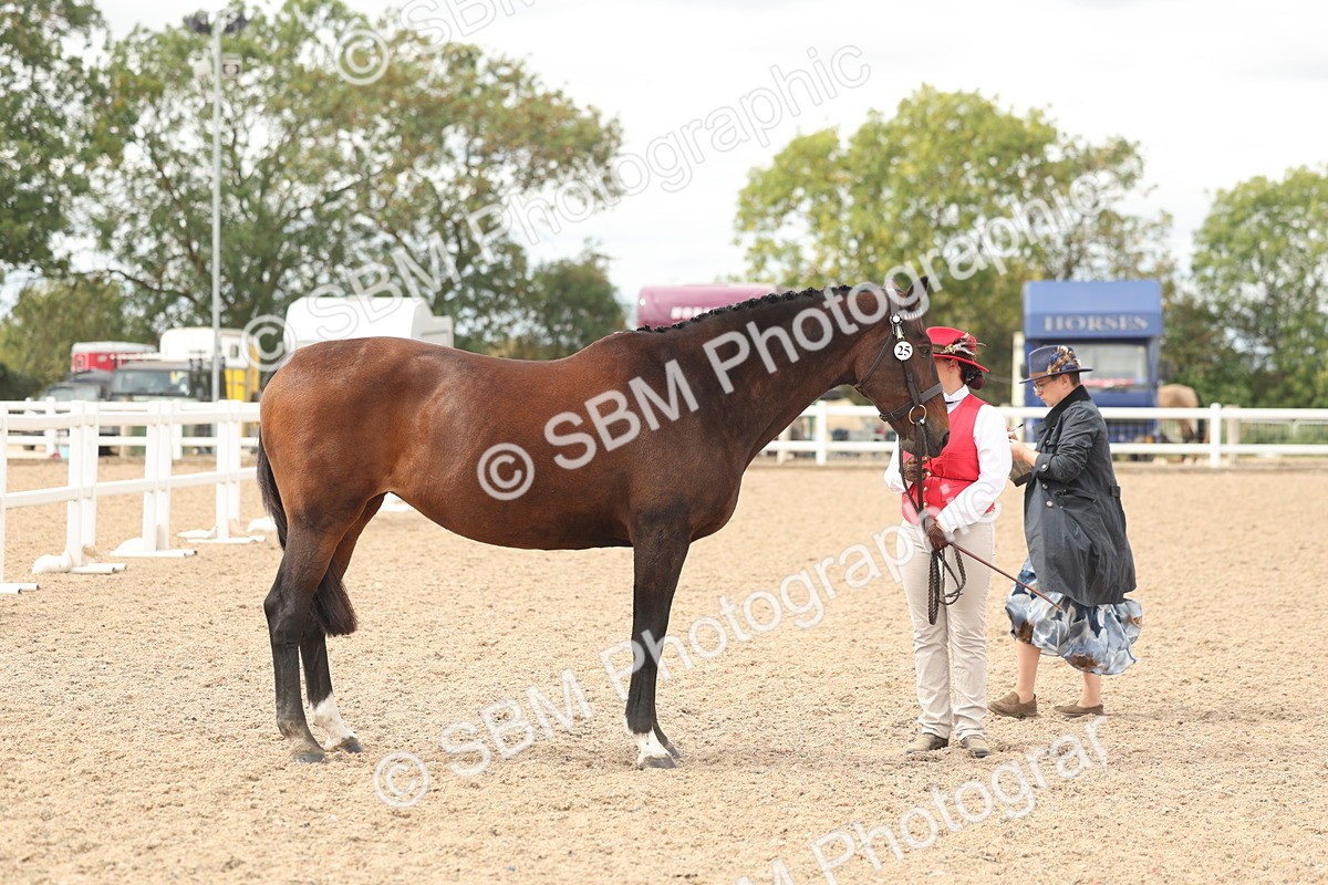 SBM_17005 - Class 312 - IH Competition Horse-Pony