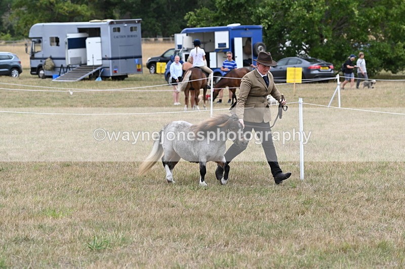 WJ6_5401 - Class 18 In-hand Coloured