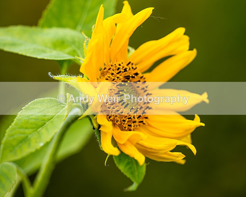 20130818-3K8A5506 - Plants and Flowers