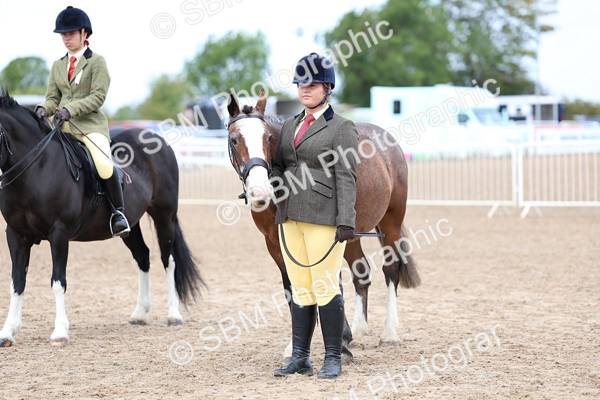 SBM_01503 - Class 17 - Prettiest Mare