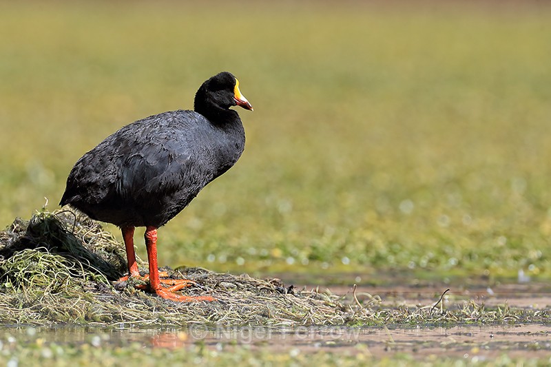 Giant Coot standing at nest, Rio Putana, Chile - Giant Coot