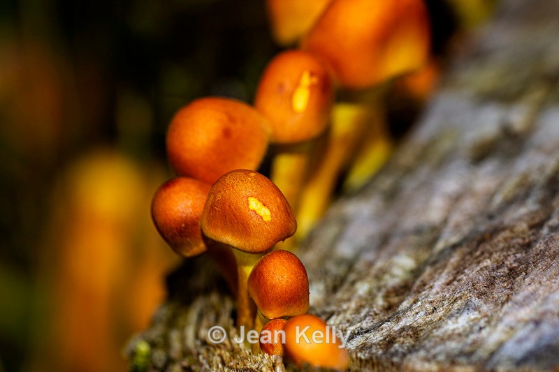 Sulphur Tuft Fungi - DSC_1897 - Fungi