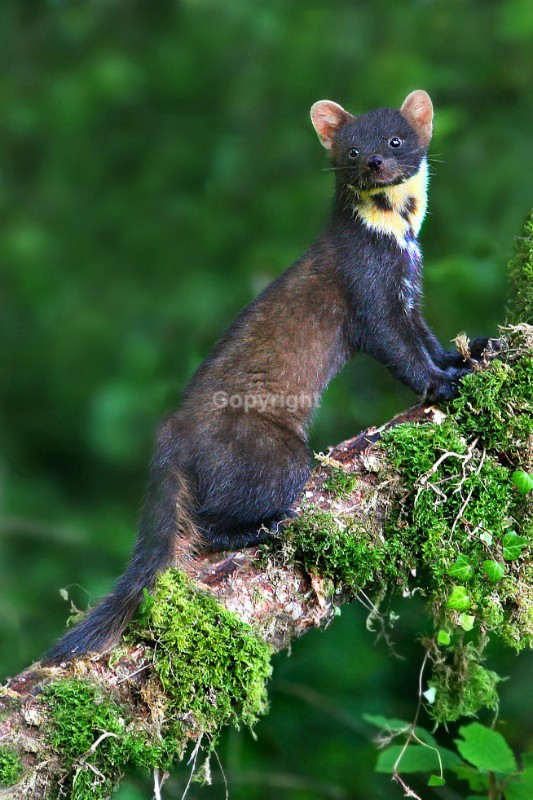 Pine Marten pictures in county louth ireland
