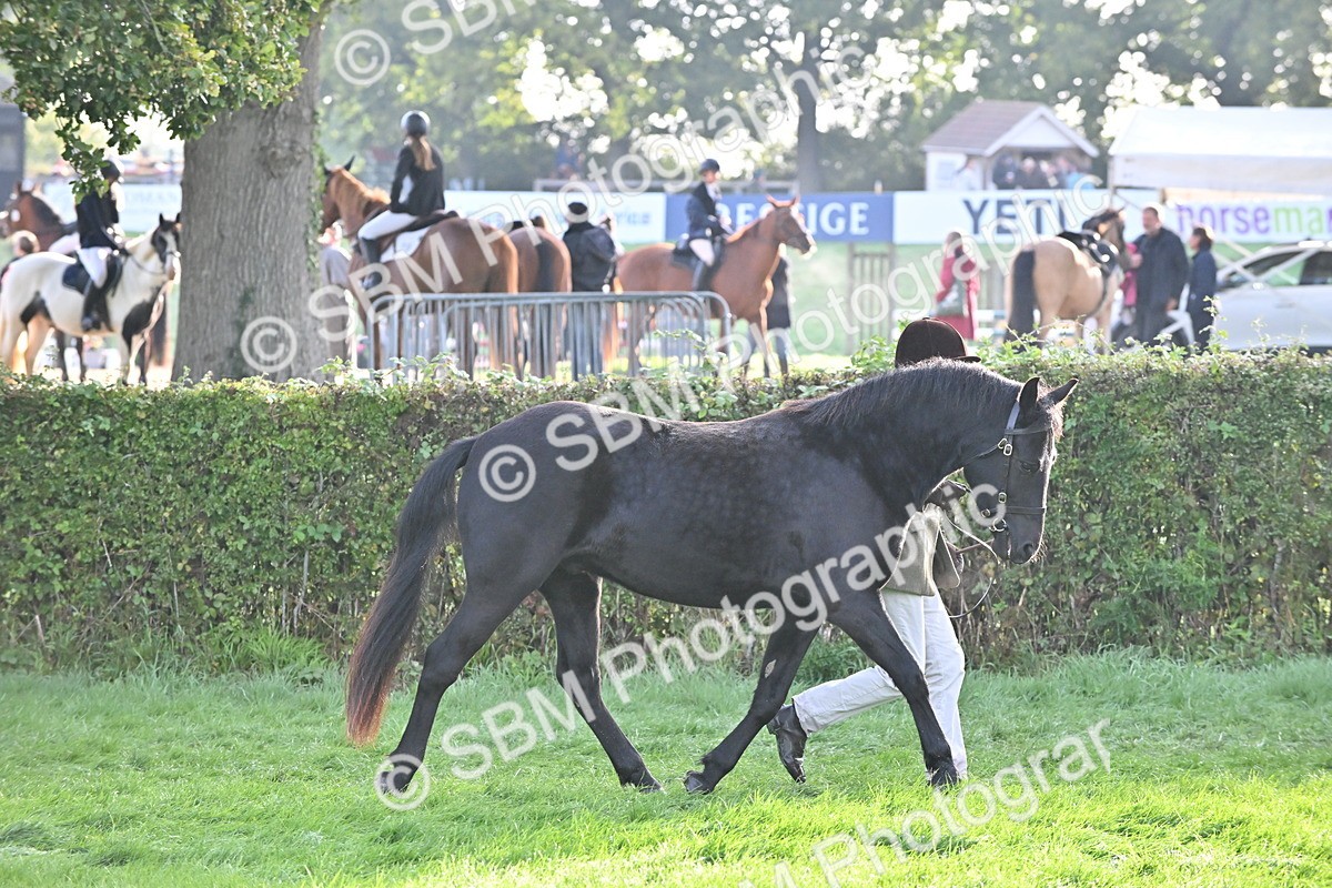 SBM_55318 - S44 - Youngstock In Hand