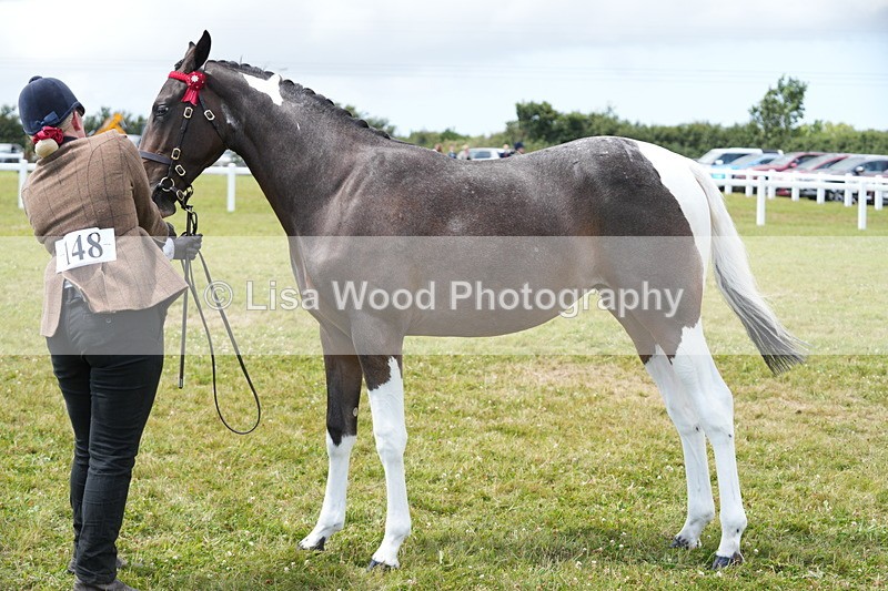 DSC06792 - Class 59: Coloured Horse Youngstock